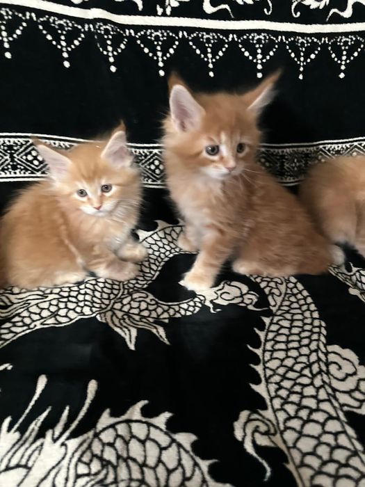 Мейн кун,  котята.