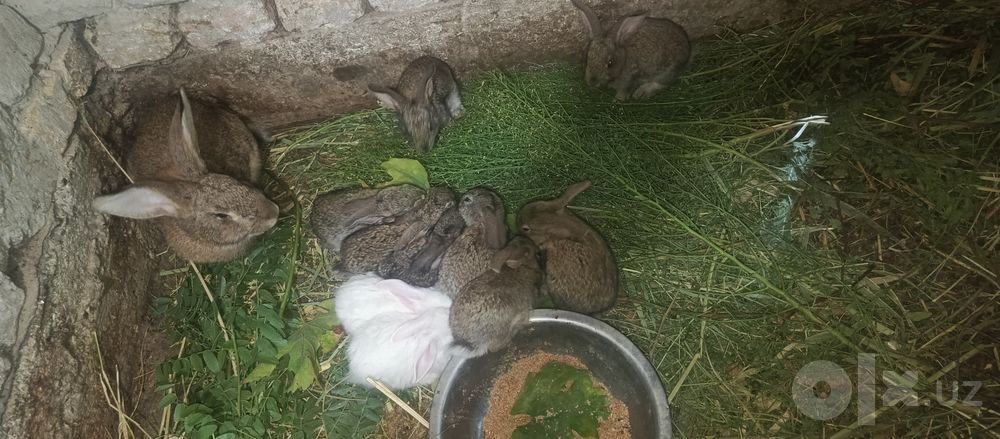 Ona quyon 10 bolalari bilan