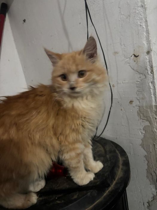 Отдам в добрые руки