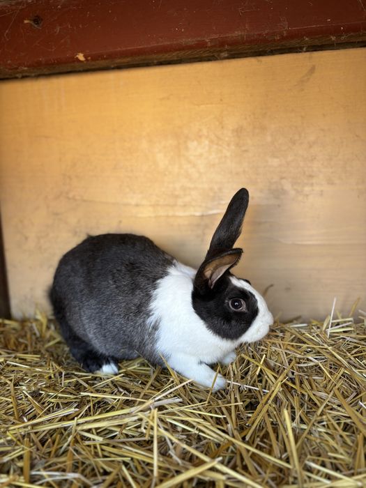 Vand iepuri hycole francez