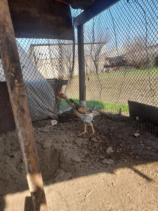 Хороший курица о шамо