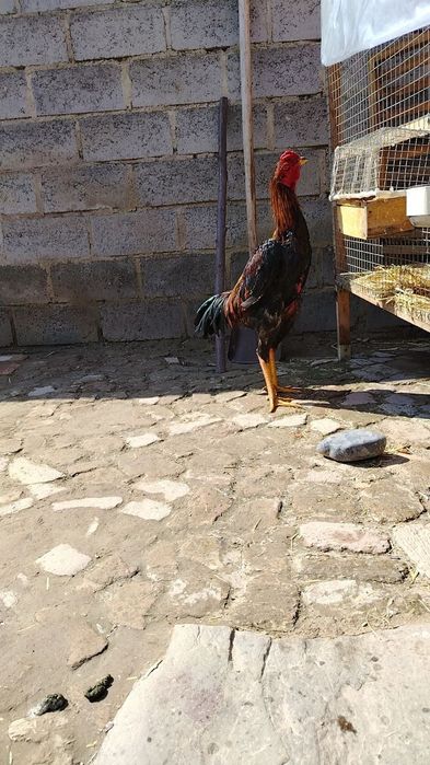 Dakang xuroz asl zot