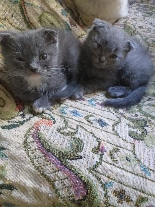 Продам котят очаровательных