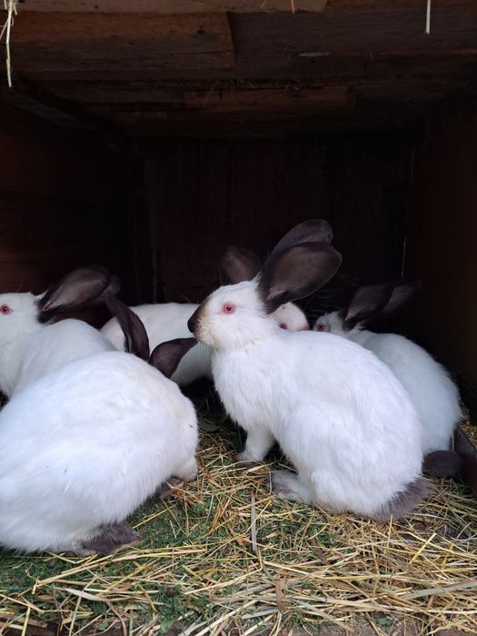 Uriaș de Transilvania Argeș.