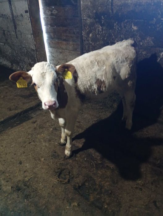 Vaca de 5 ani cu vitea de 2 luni