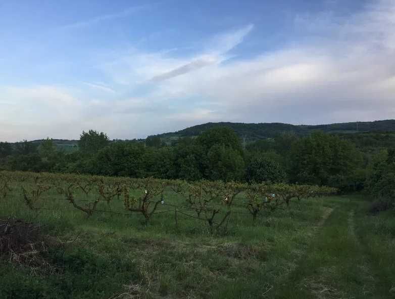 Земеделска земя с водоем и капково напояване