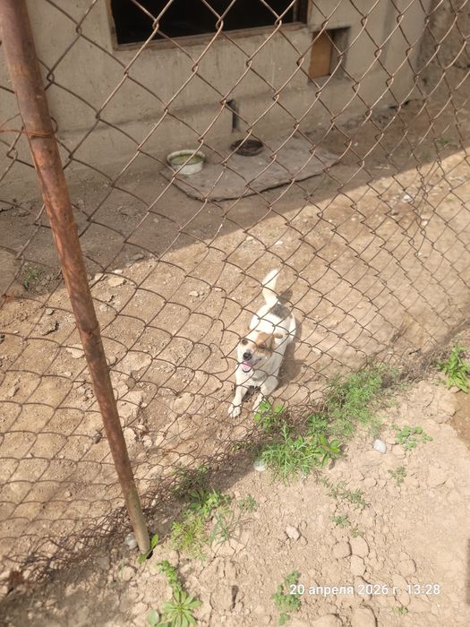 Собака сучка звонок