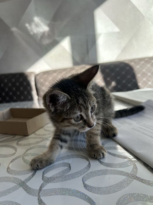 Отдам котёнка в хорошие руки