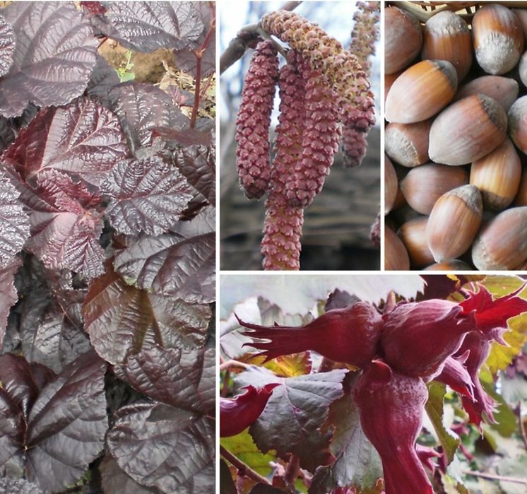 Alun Soiul ( LAMBERT )