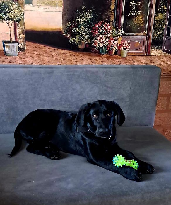 Отдам собаку в хорошие руки