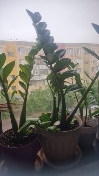 Комнатные растения