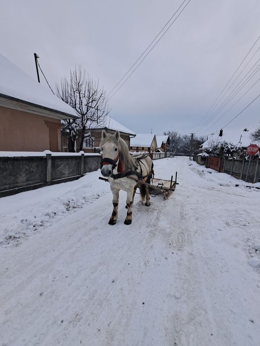 Vând armasar 12 ani