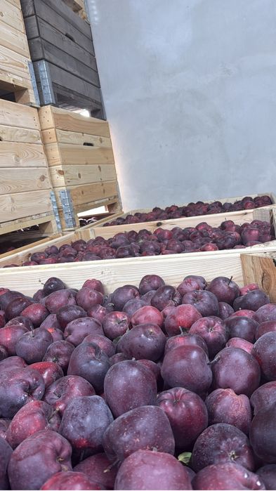 Mere De Polonia de Vânzare orice soi Calitate Extra Lux si Pret