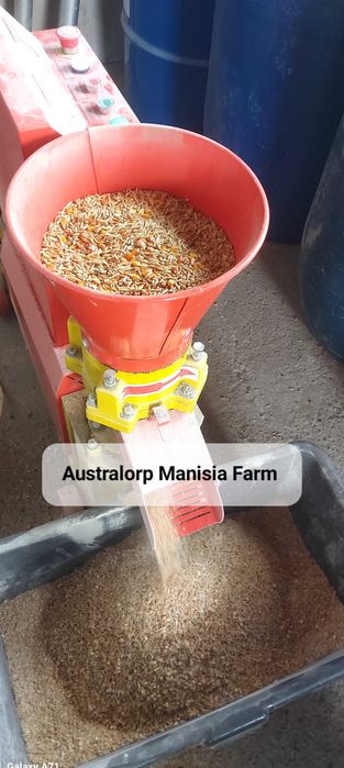 Oua Australorp negru