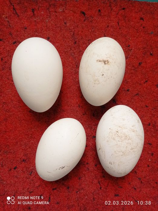 Гусиные яйца инкубационные.