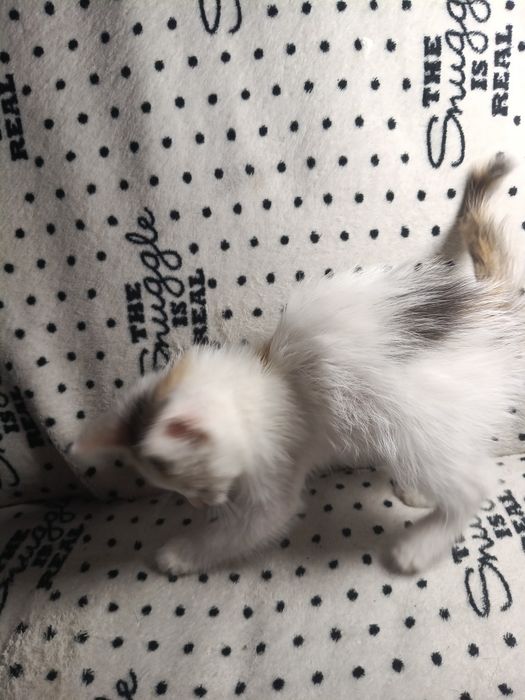 Отдадим котенка, найдёныш