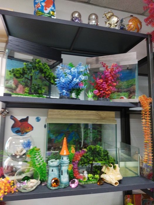 Аквариумные рыбки.Навои Торайгырова)