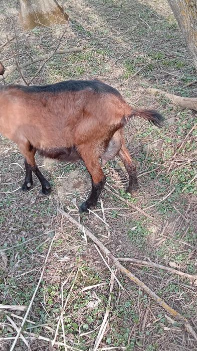 Capre de vinzare alpina franceza