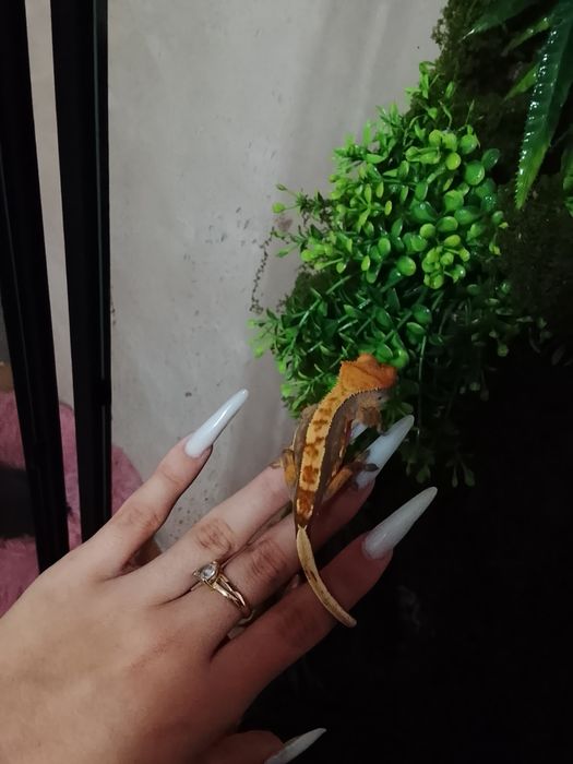 Gecko crested-correlophus cliliatus cu terariu