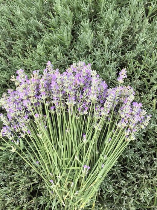 Лавандула разсад