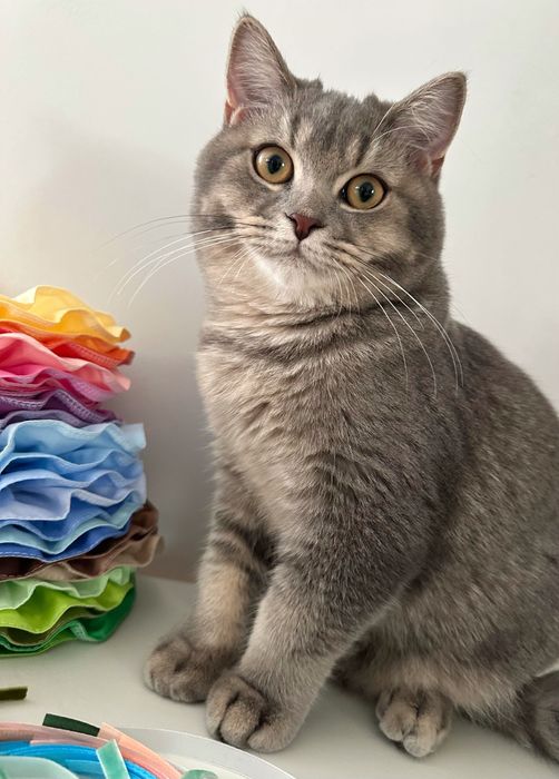 Motănel Scottish Straight Blue Tabby cu pedigree