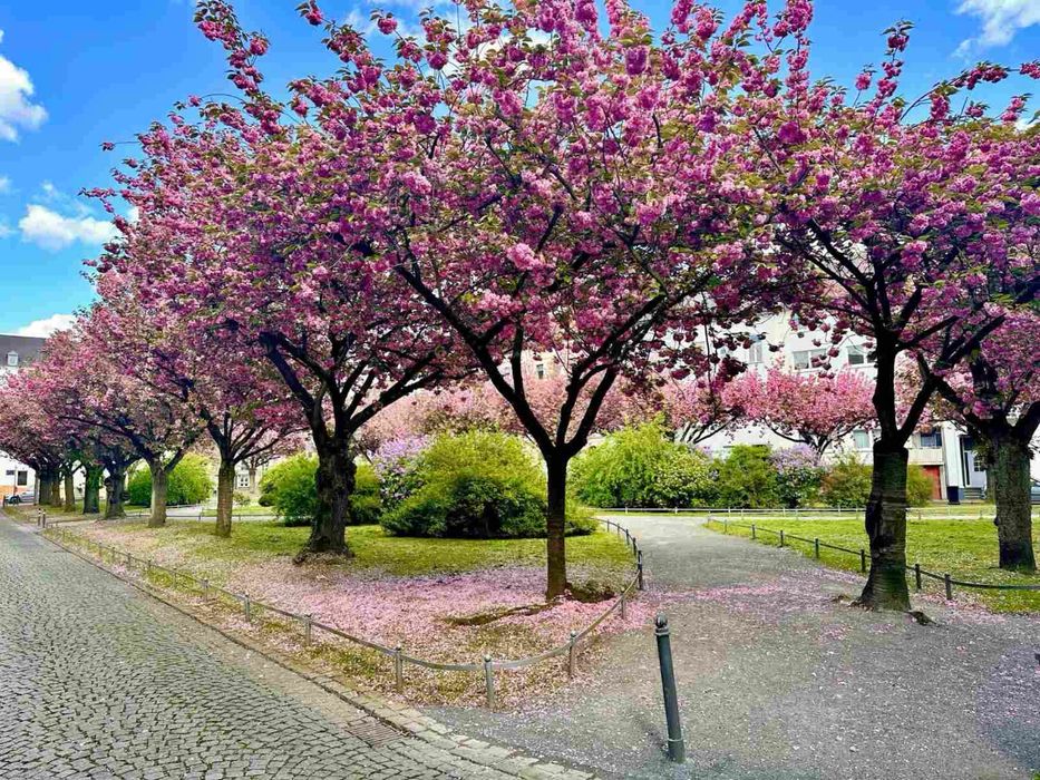 СПЕШНО Сграда Германия Крефелд 5 апартамнета 350 кв само за 360000 евр