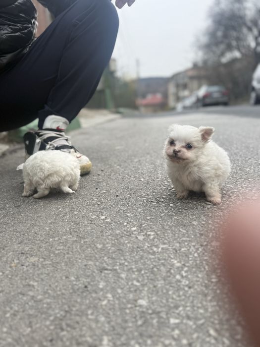 Maltese последни две мъжки