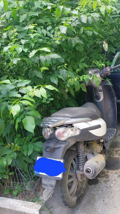 Vand Piaggio Carnaby