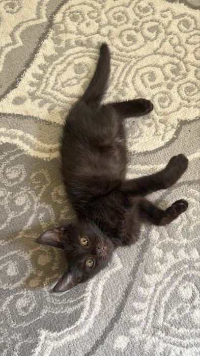 Котенок продается