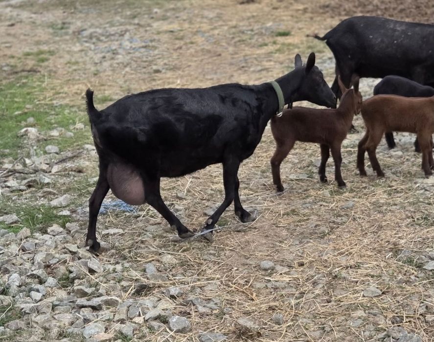 capra murciano  de vânzare