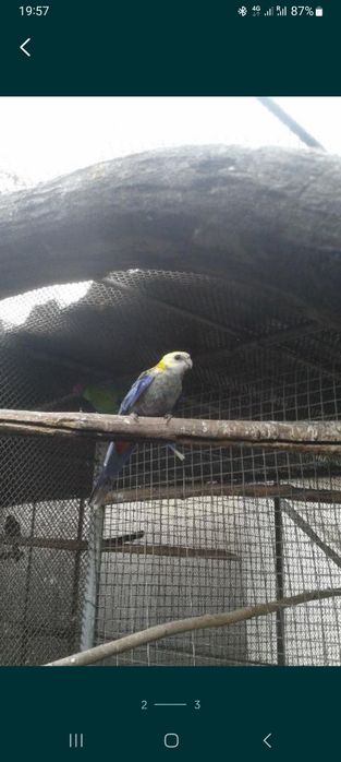 Розеллы желтоголовые, пёстрые.