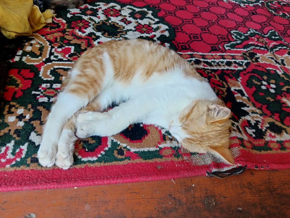 O'rgangan uy mushuklari