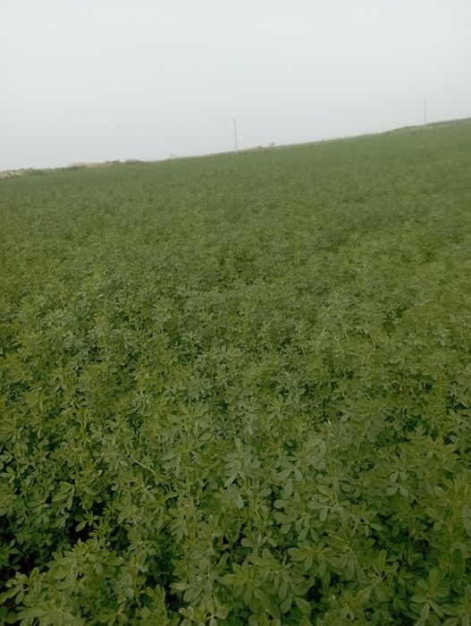 Үлкен пенистің жеке фотосы