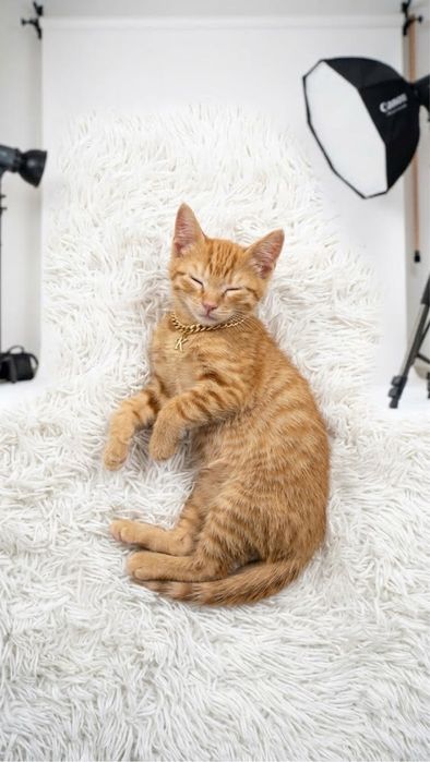 Котенок в добрые руки