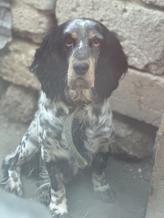 В добрые руки пёсель