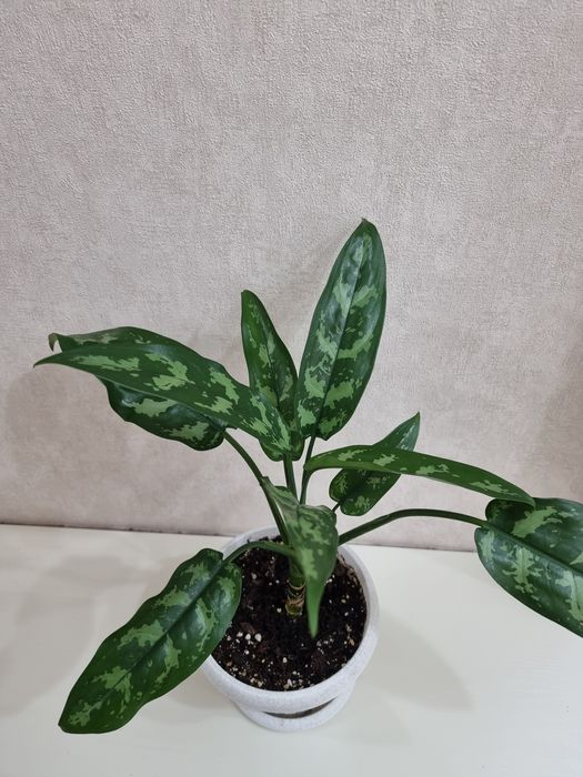 Аглаонема Мария 7000 тенге