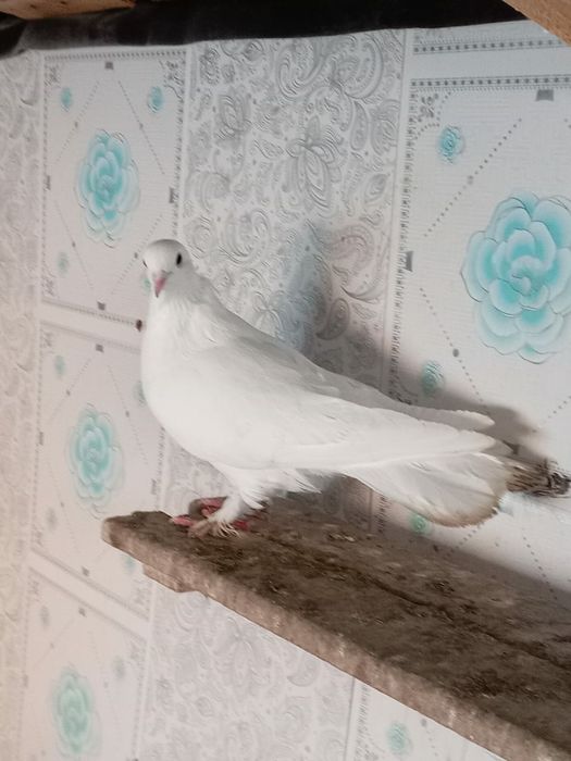 Птица голуби летний