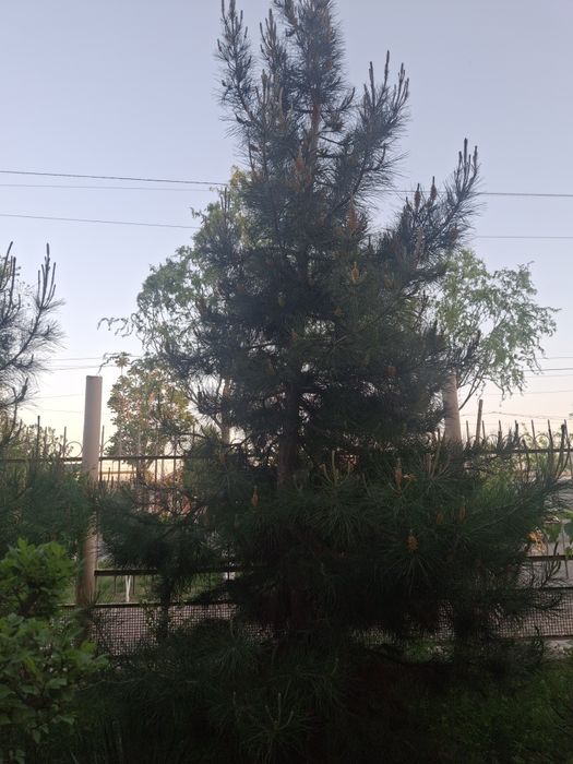 Елка восьмилетняя СОСНА