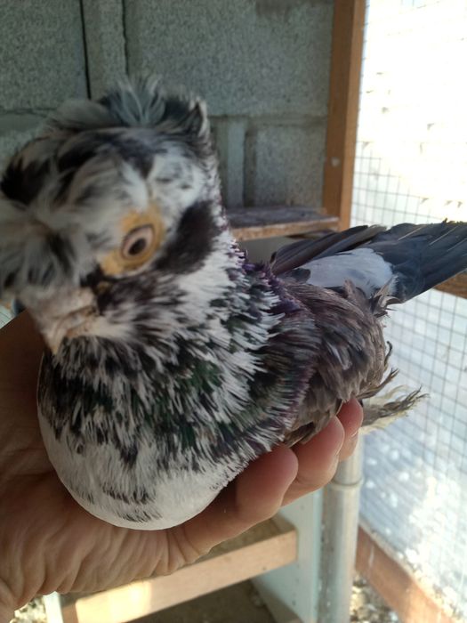 Продаётся челкарь двухчубый весёлый самец