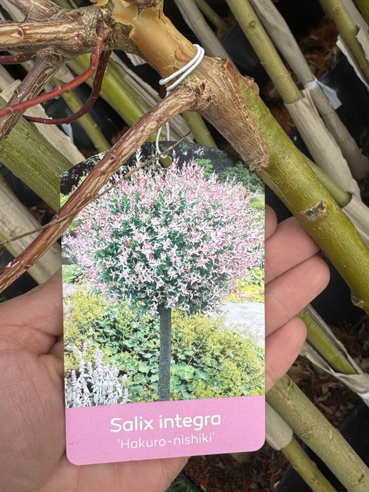 Пъстролистна японска върба salix hakuro nishiki