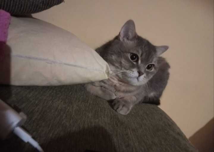 Отдам кота в хорошие руки!