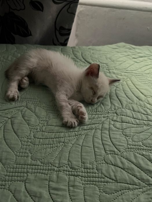 котенок бесплатно