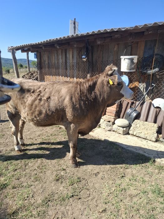 Vand juninca 1 an jumatate