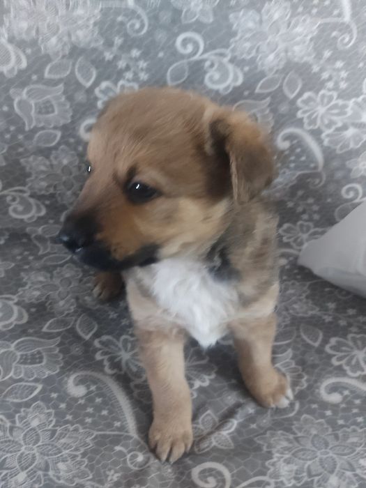 Отдам мальчика в