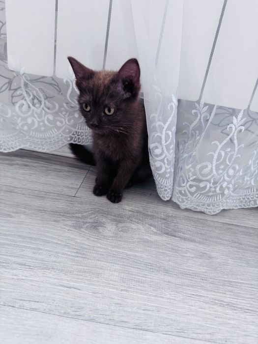 Отдам котенка в хорошие руки
