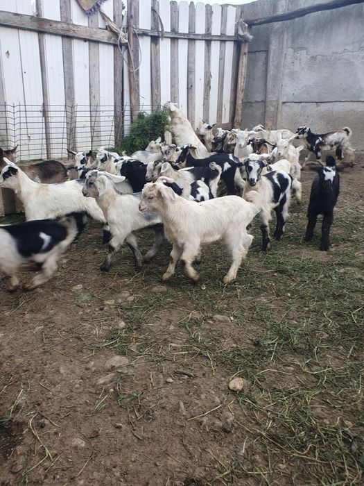 Iezi 50 de lei bucata