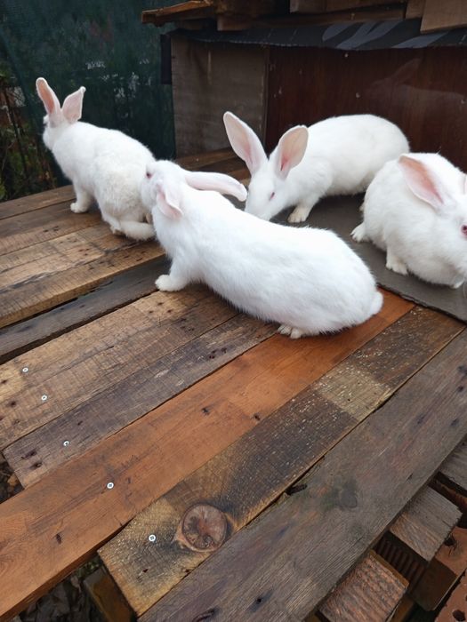 Животни-Зайци!!!