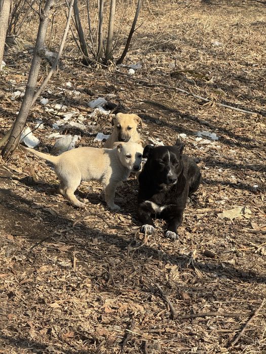 Отдам щенков в хорошие руки