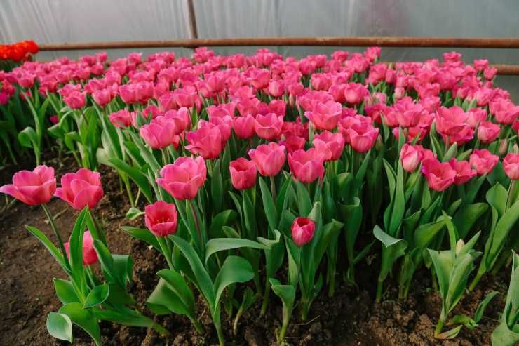 Оптом и в розницу тюлпаны