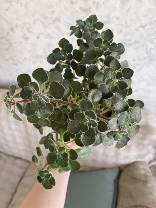 Комнатные цветы Толстянка Аихризон